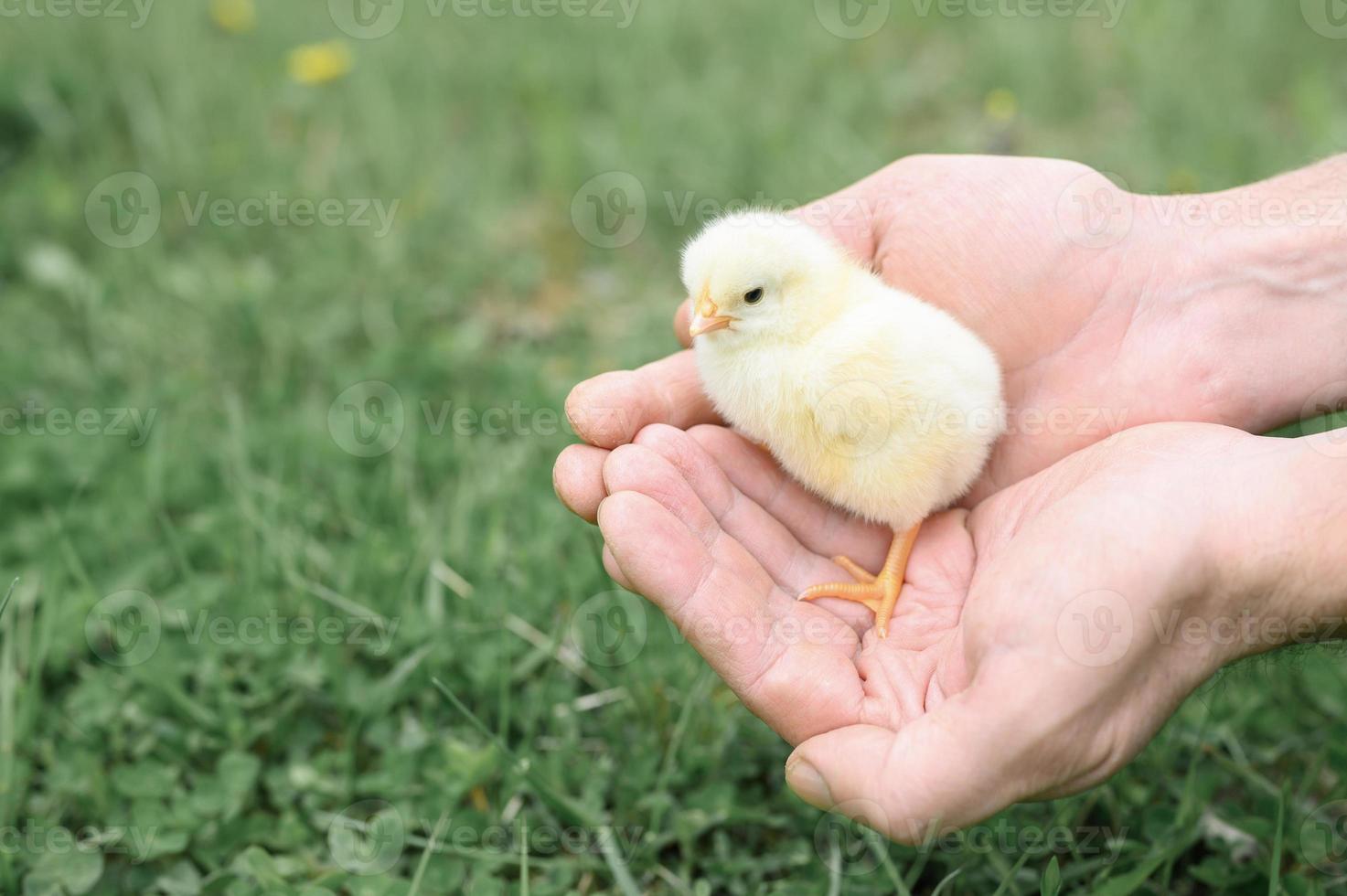 Pinto recém-nascido segurando as mãos de um agricultor adulto foto