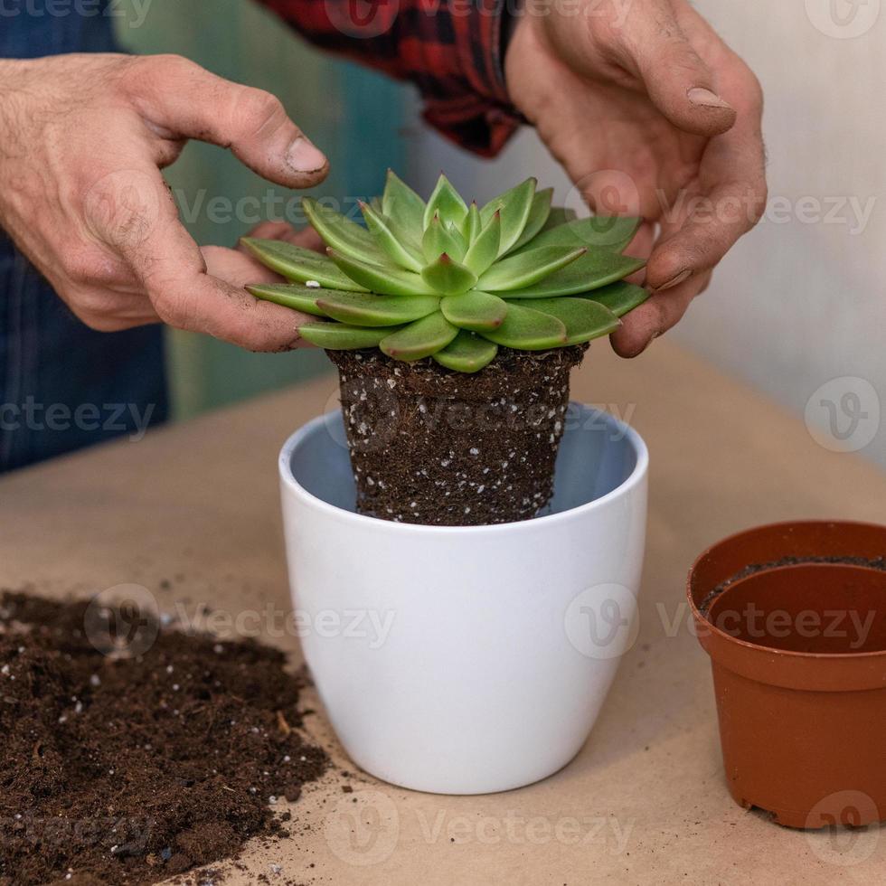 jardineiro fazendo terrários de plantio com cactos suculentos foto