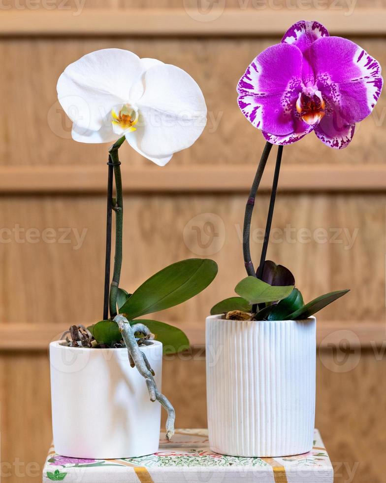 orquídea phalaenopsis branca e rosa grande singolo foto