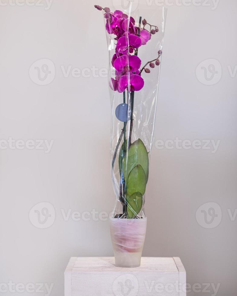 flores de orquídea mariposa phalaenopsis rosa no vaso foto