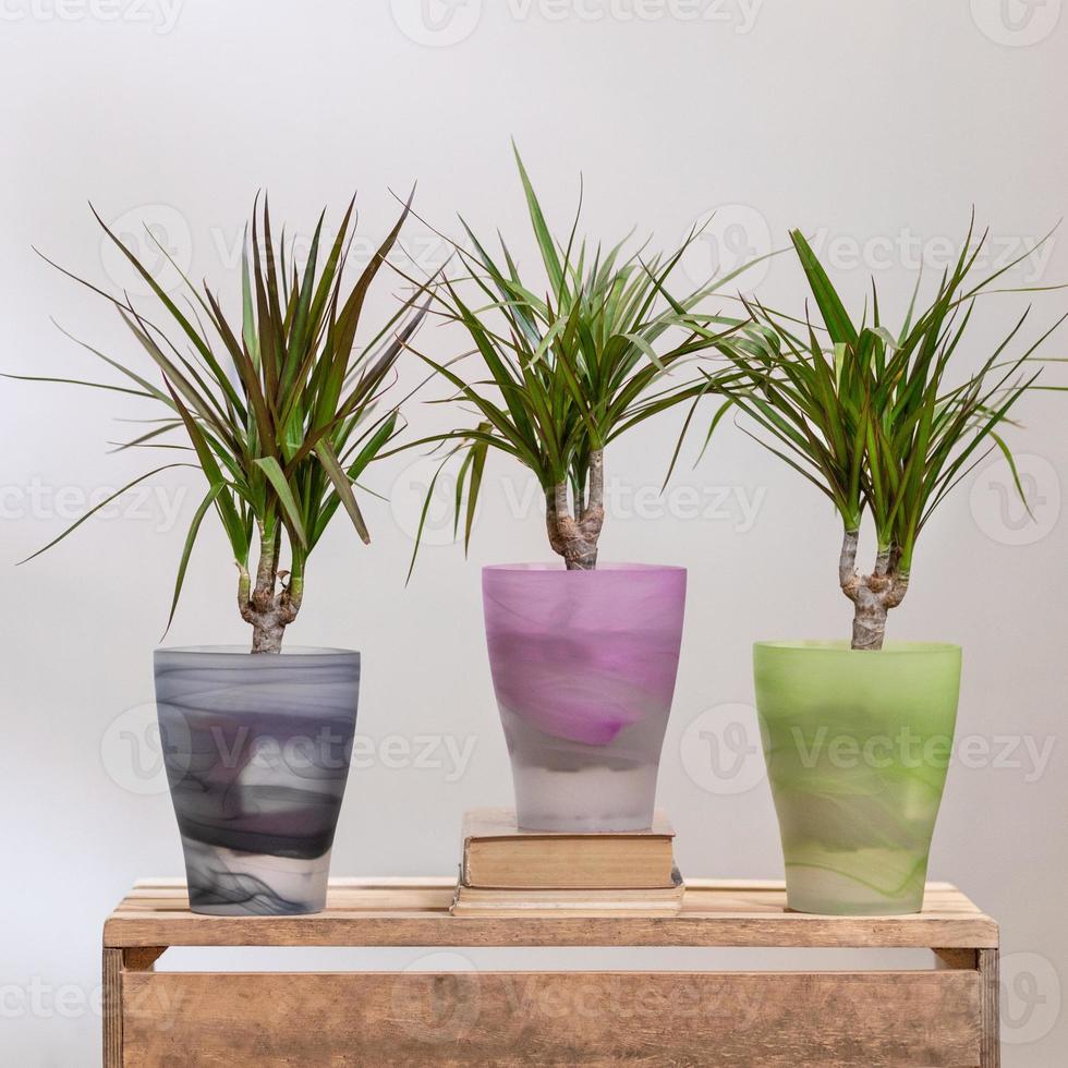 Dracaena draco dragoeiros em vasos coloridos e transparentes foto