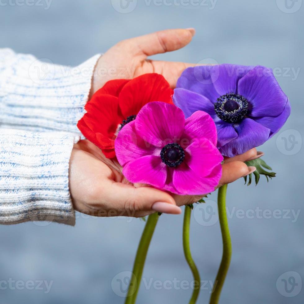 mulher segurando papaver rosa magenta vermelho rhoeas buquê de flores de papoula foto