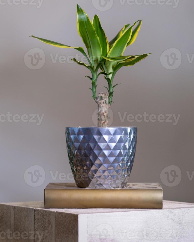 planta dracaena fragrans em pote de prata foto