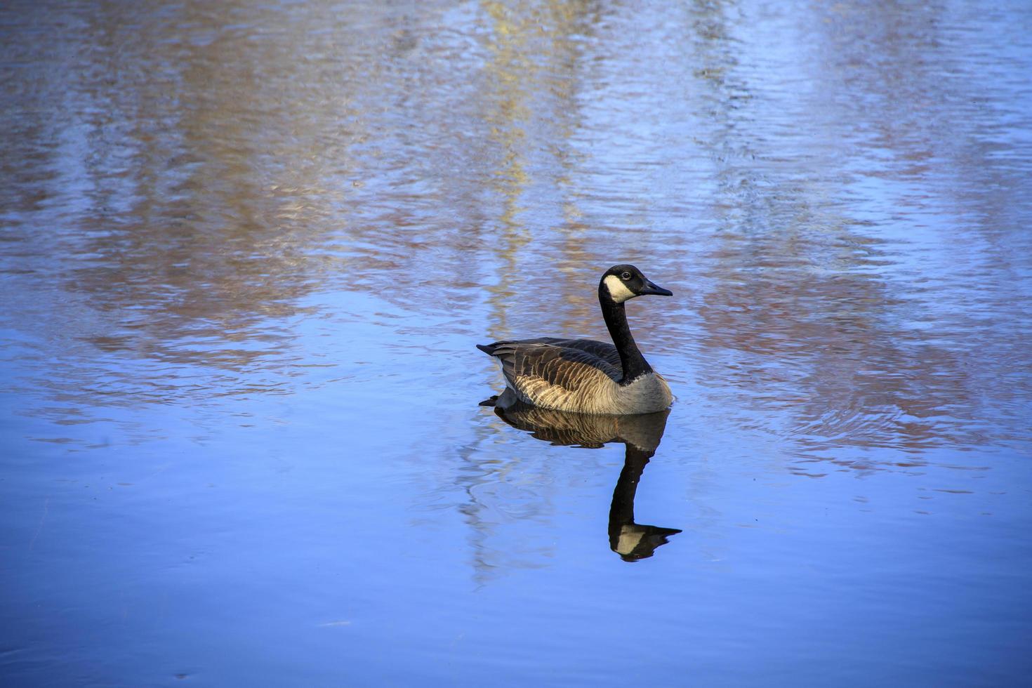 ganso canadense flutuando na água de um lago foto