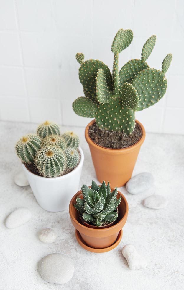 cactos e plantas suculentas em vasos sobre a mesa foto