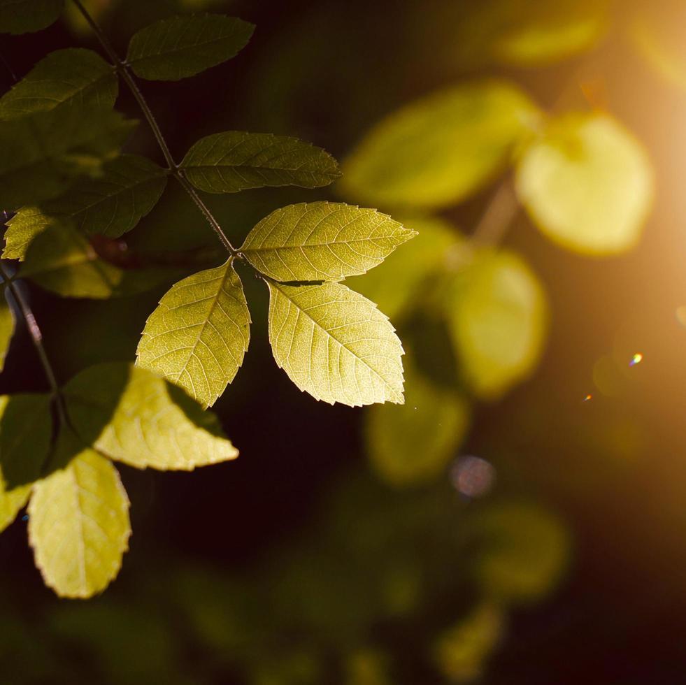 folhas verdes da árvore na temporada de primavera fundo verde foto