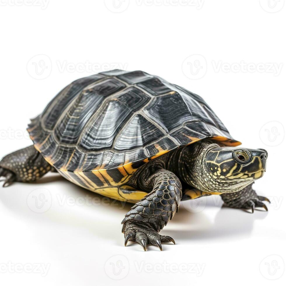 tartaruga isolado em branco fundo, gerar ai foto
