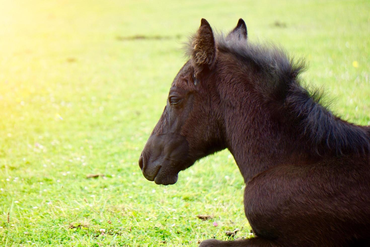 lindo retrato de cavalo marrom no prado foto
