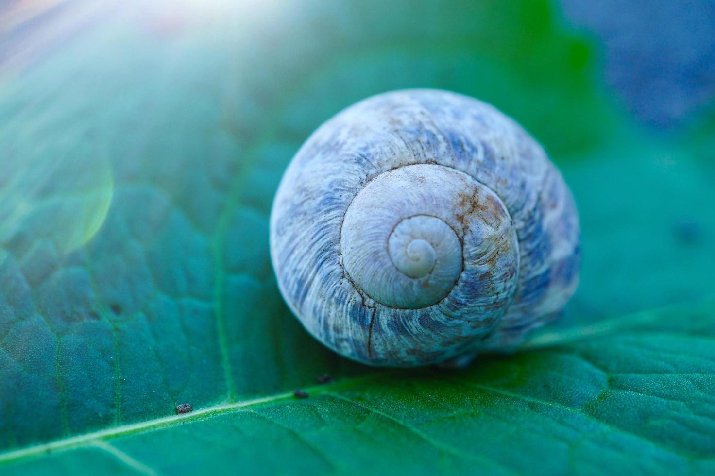 pequeno caracol na natureza foto