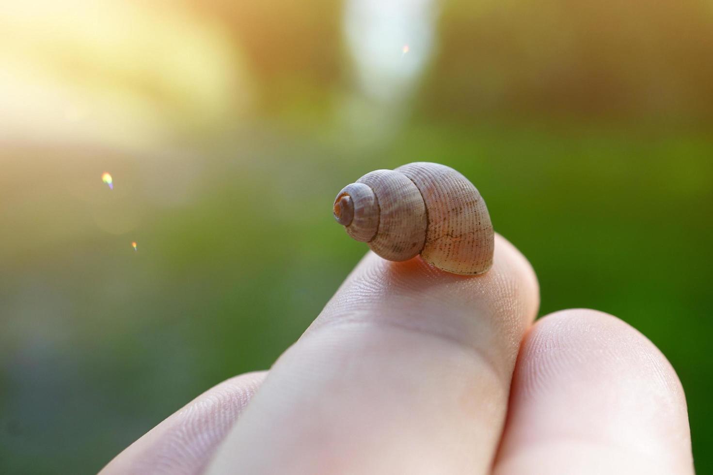 pequeno caracol na natureza foto