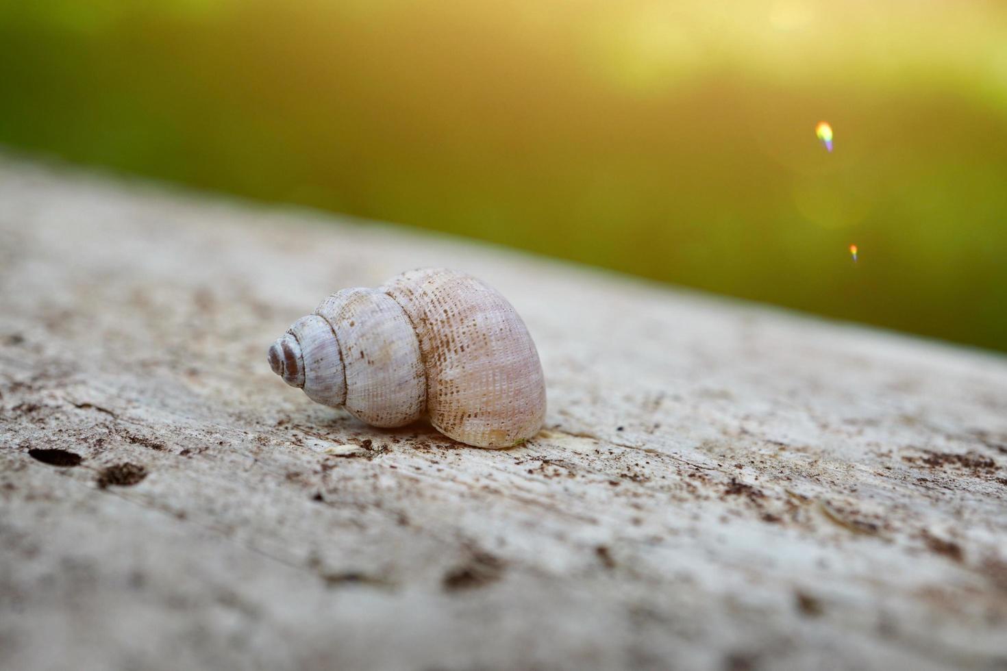 pequeno caracol na natureza foto