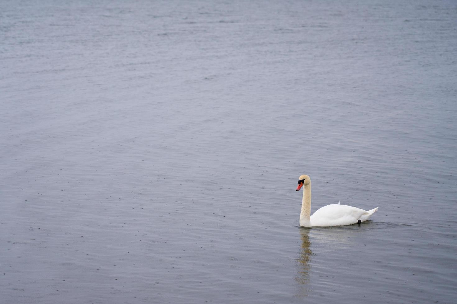 cisne branco na costa do mar Báltico na Finlândia foto