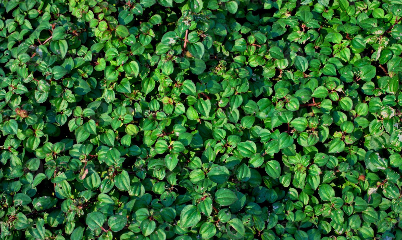 fundo de textura de planta de cobertura de solo verde natural foto