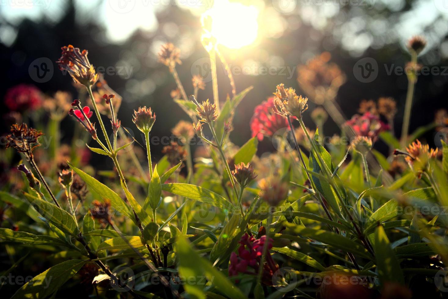 lindas flores, plantas, flores, fundo foto