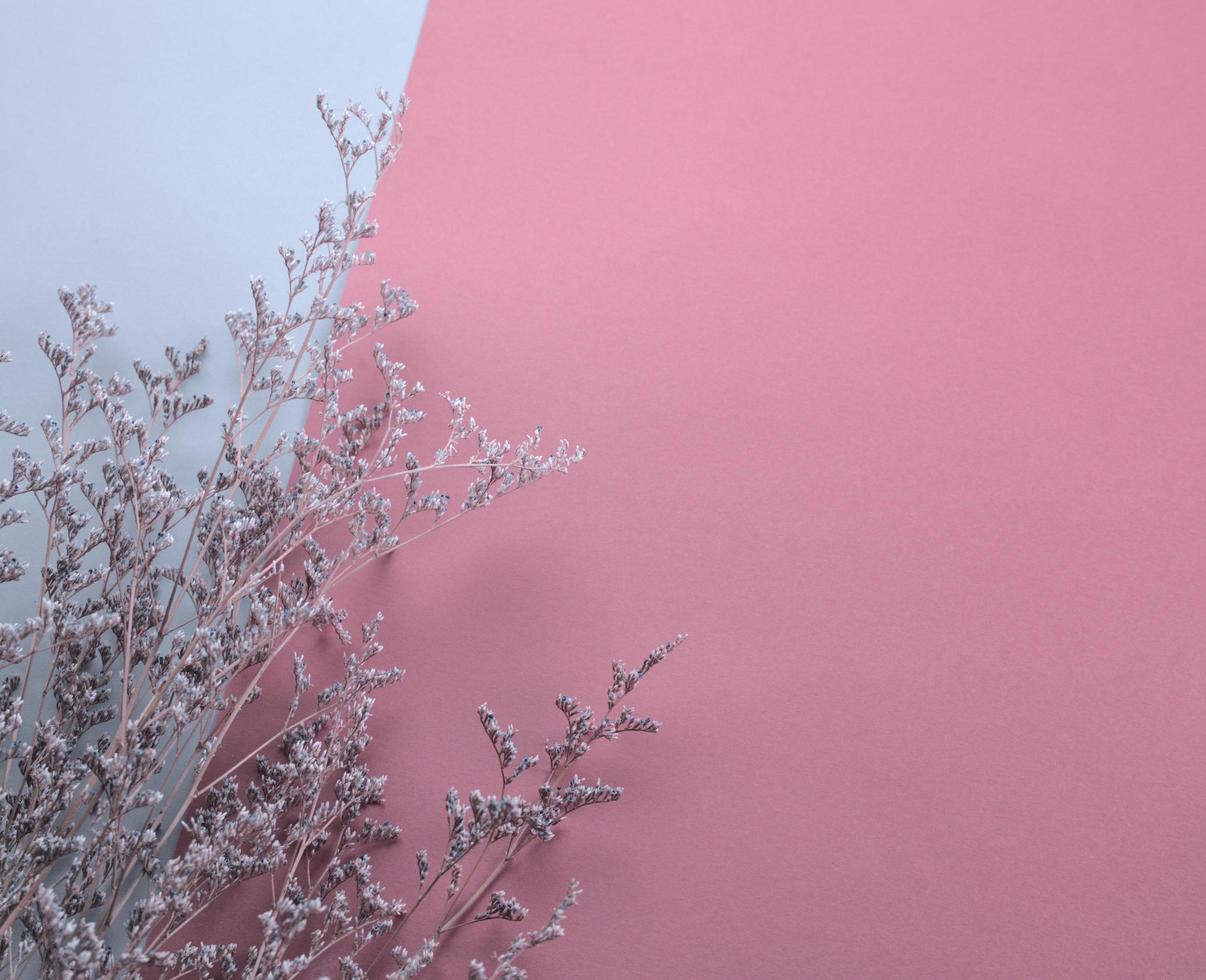 flor roxa seca e espessa plana sobre fundo rosa pastel e branco foto