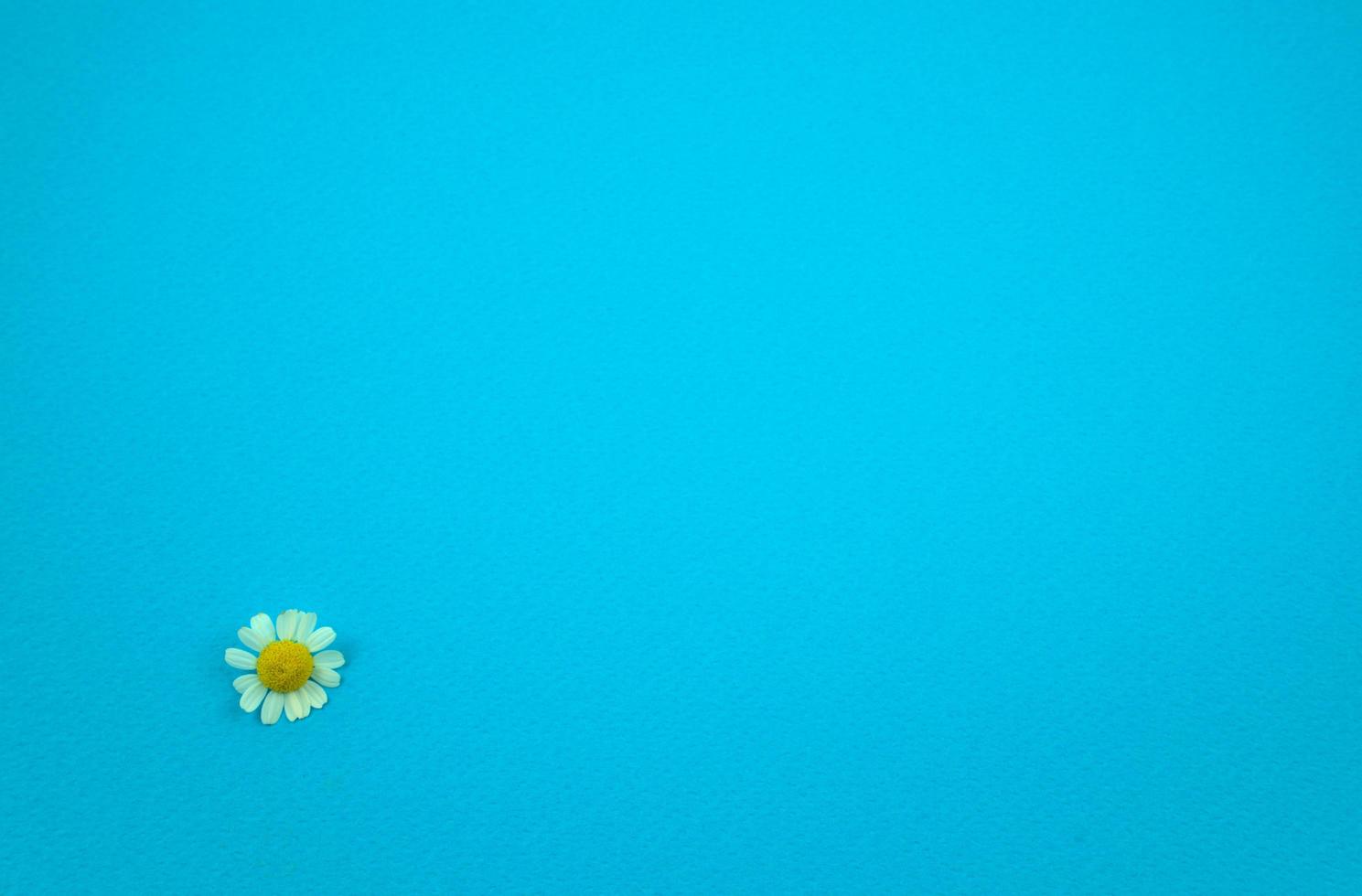 margarida fresca floral plana deitada em azul turquesa textura de papel áspero fundo abstrato foto