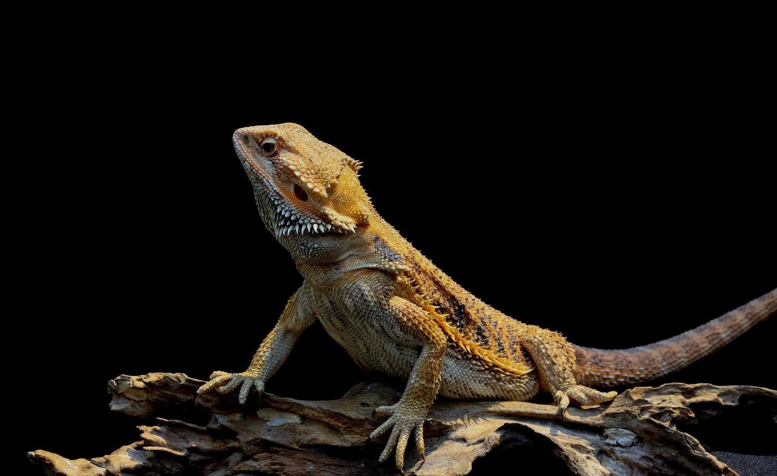 dragão barbudo em um fundo preto foto