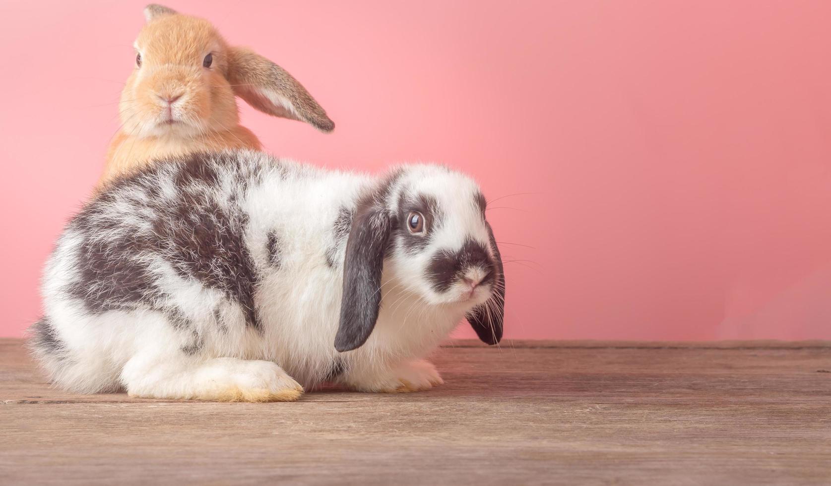 coelhos fofos com um fundo rosa, conceito de feriado de páscoa foto