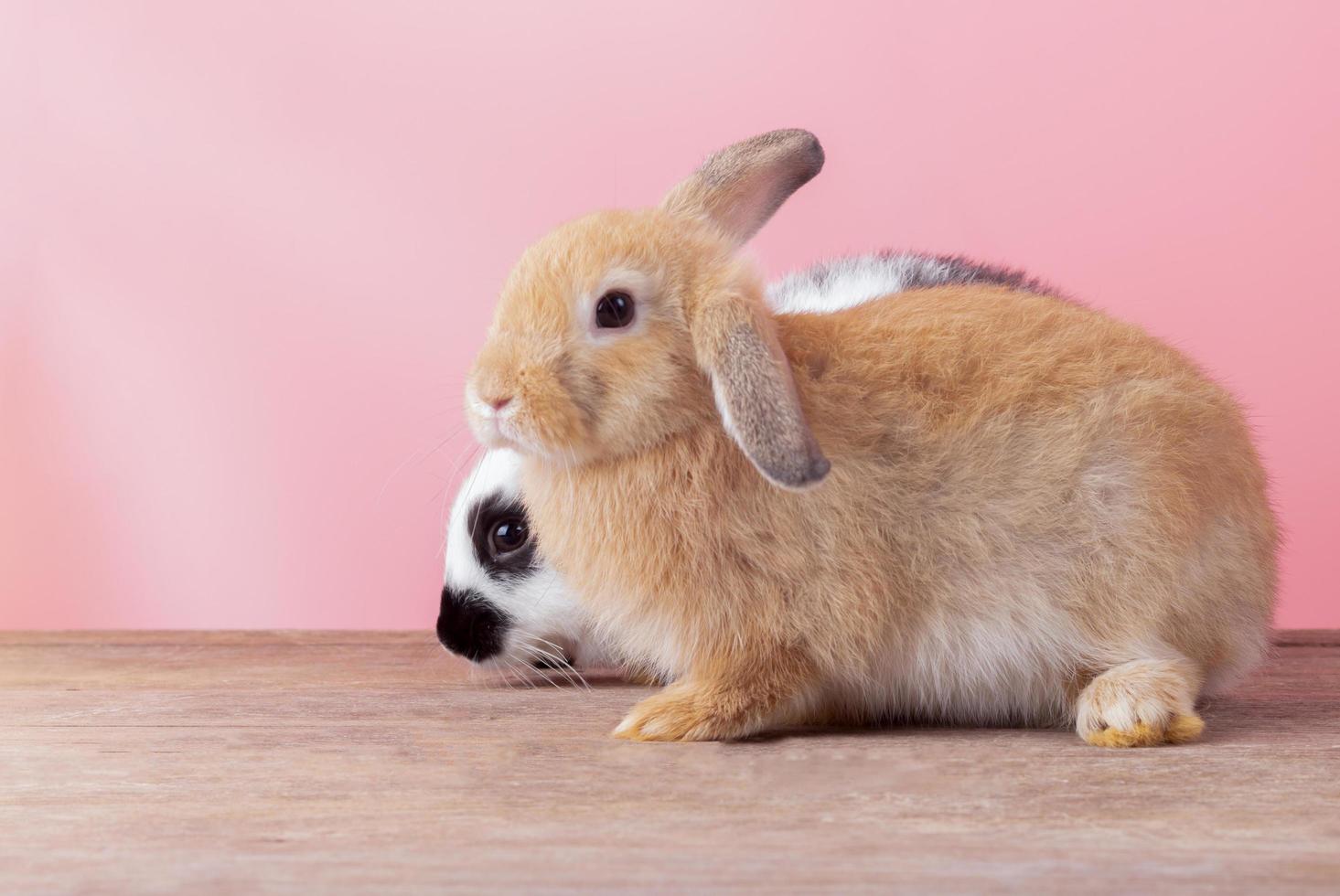 coelhos fofos com um fundo rosa, conceito de feriado de páscoa foto