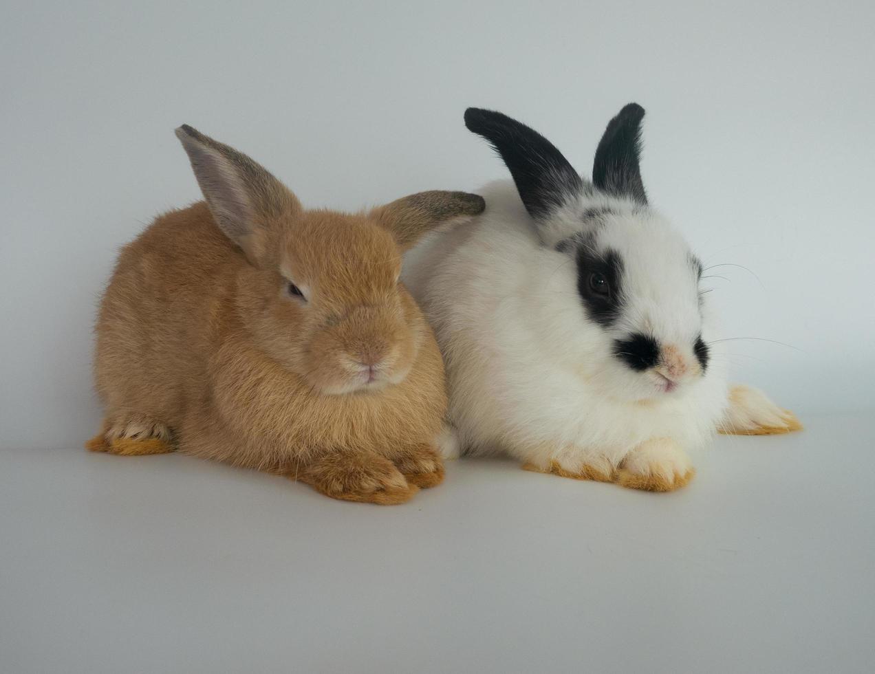 coelhos em um fundo branco foto