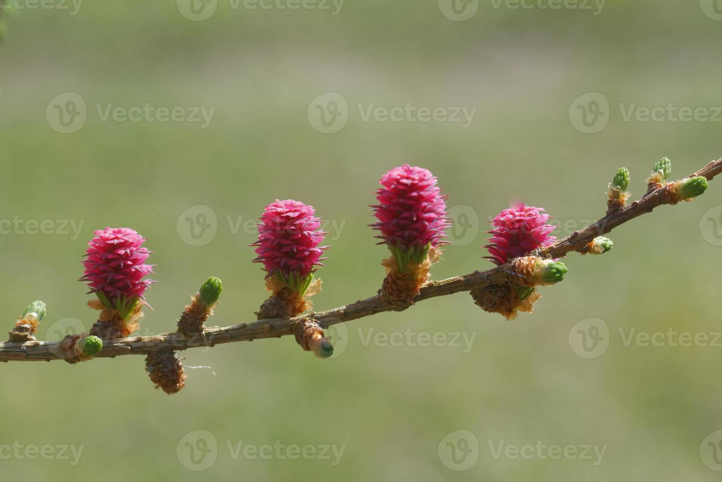 jovens ovulam cones de lariço na primavera foto