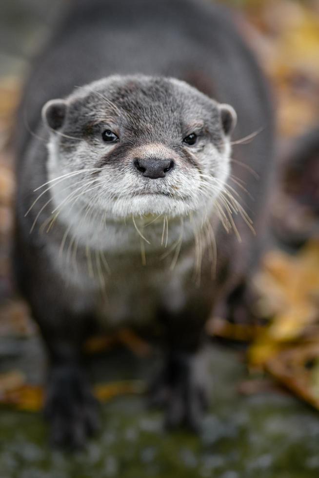 lontra asiática com garras foto