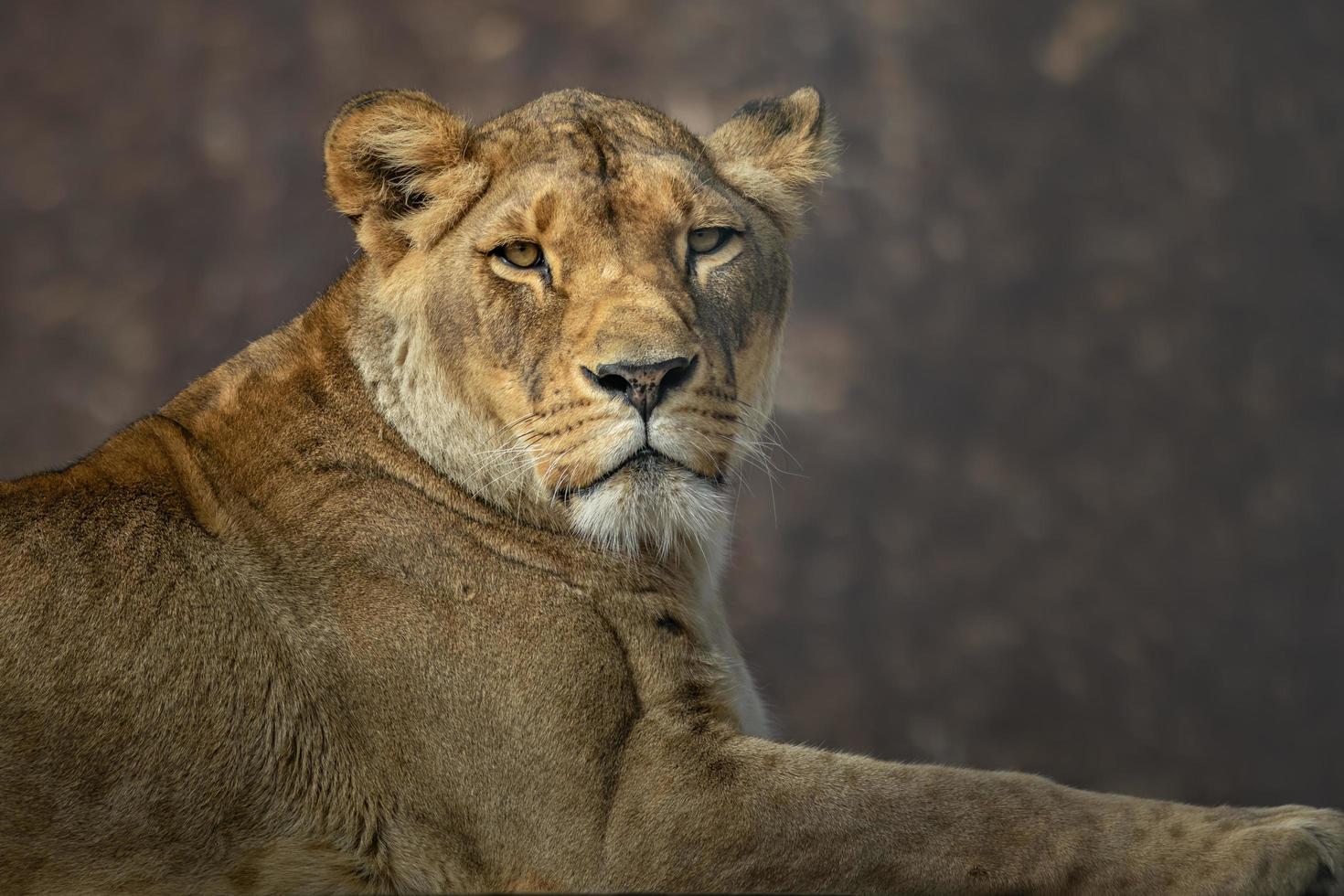 leão panthera leo foto