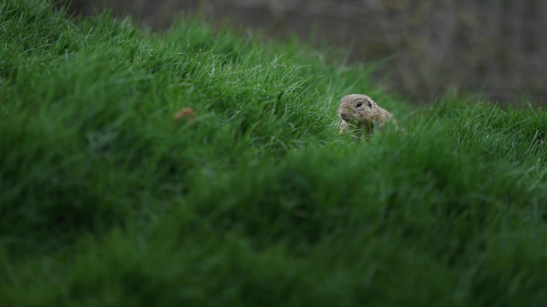 esquilo à terra europeu foto