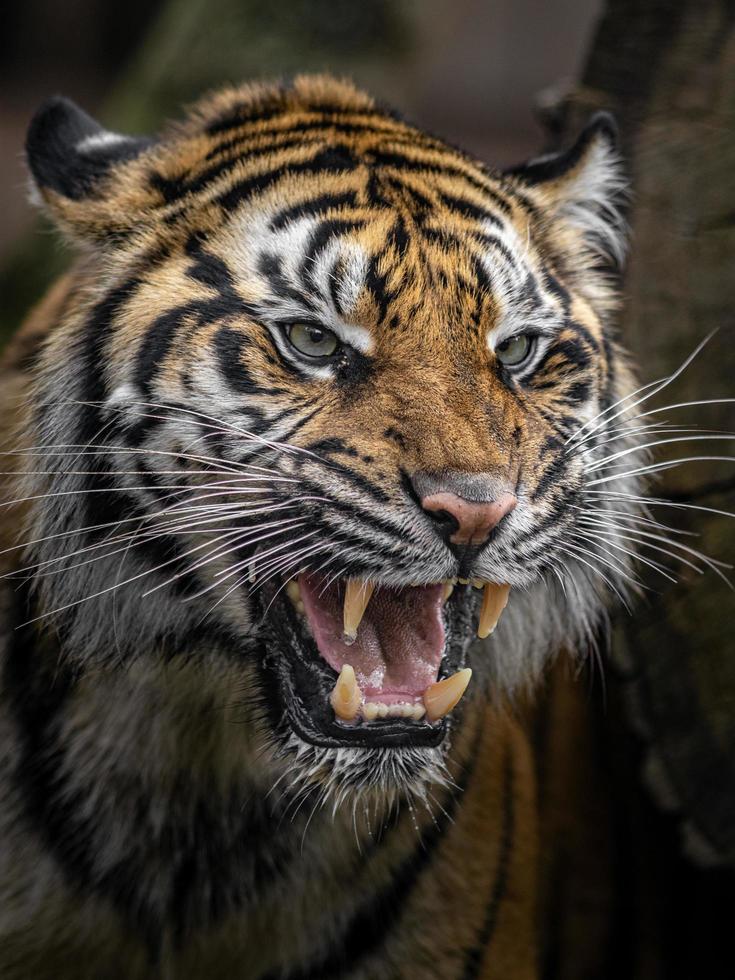 tigre de sumatra zangado foto