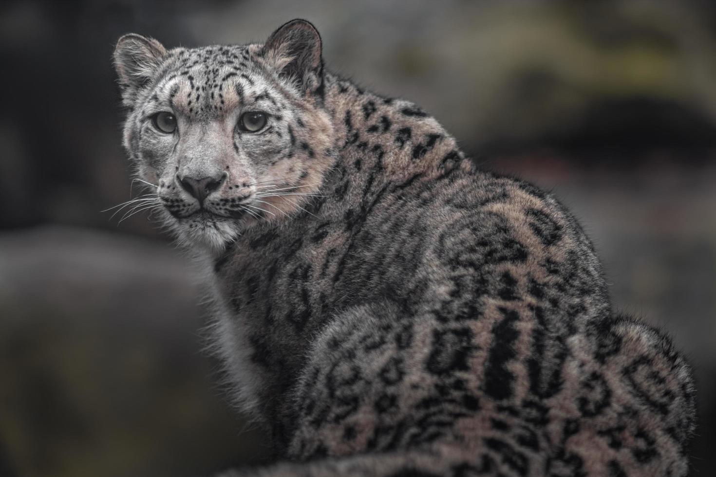 íris leopardo da neve foto