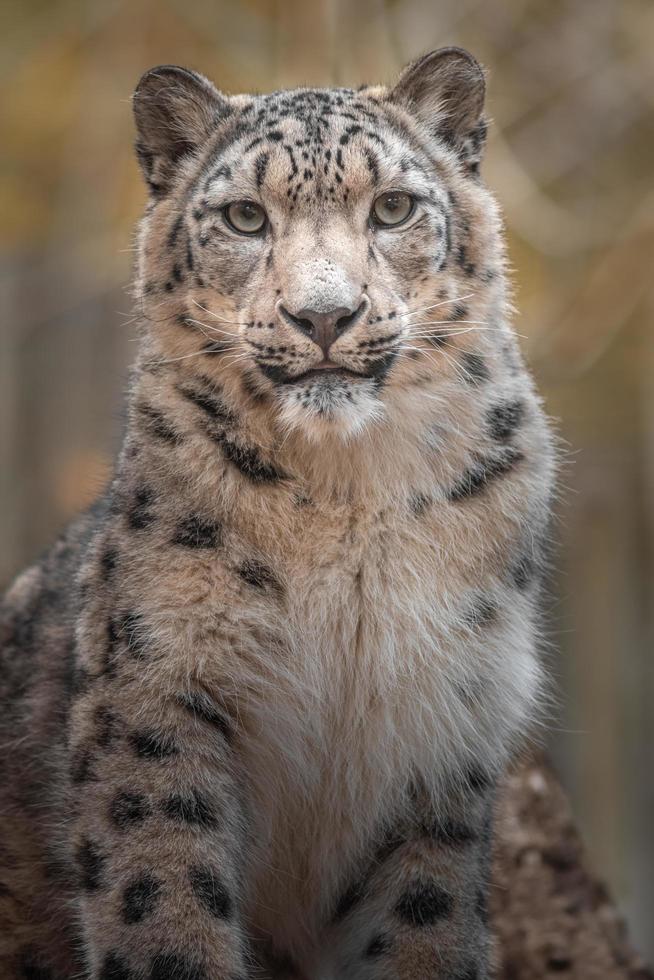 íris leopardo da neve foto