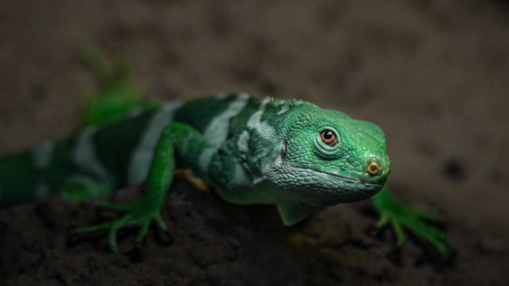 iguana anilhada de fiji foto