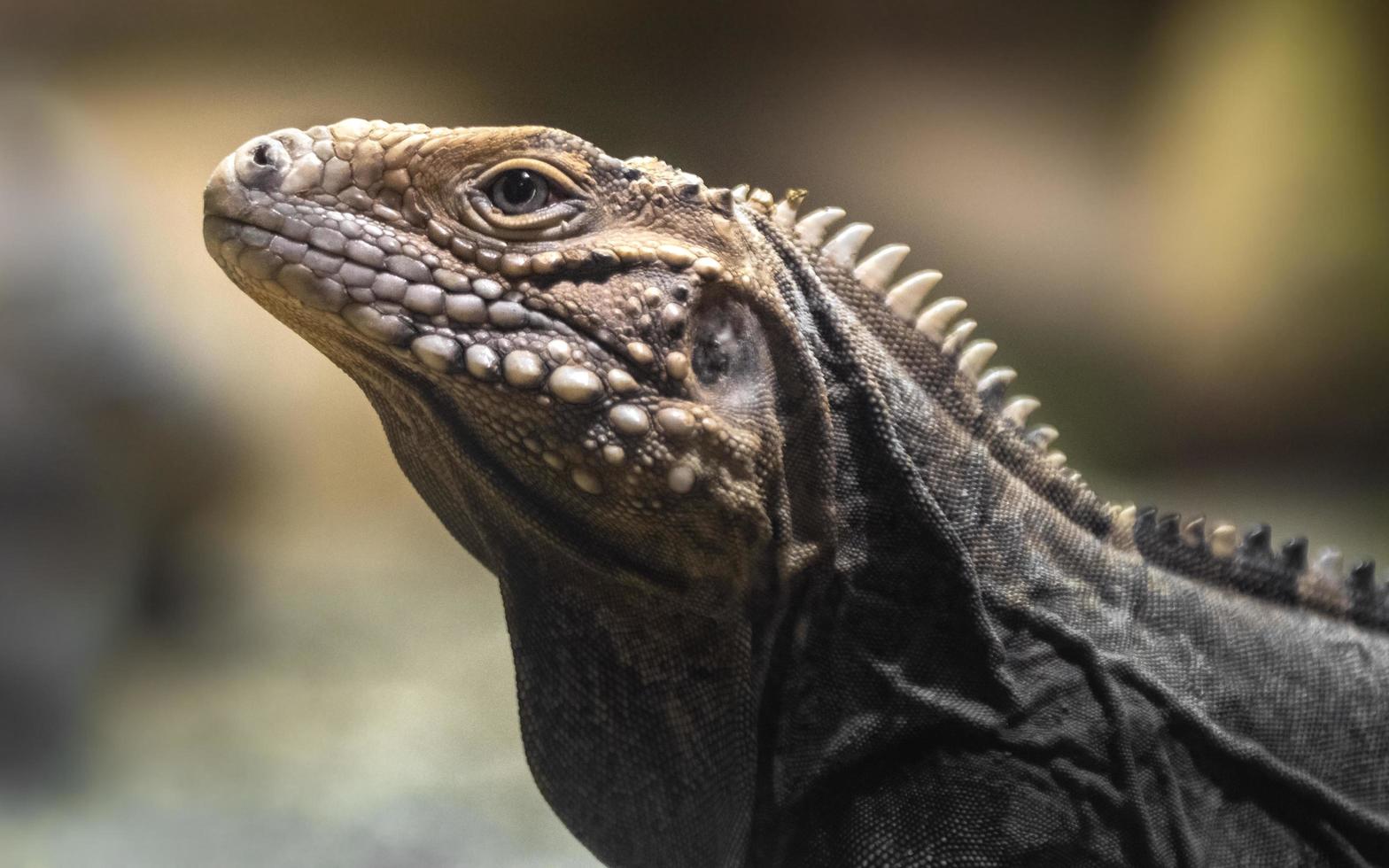 iguana rocha cubana foto