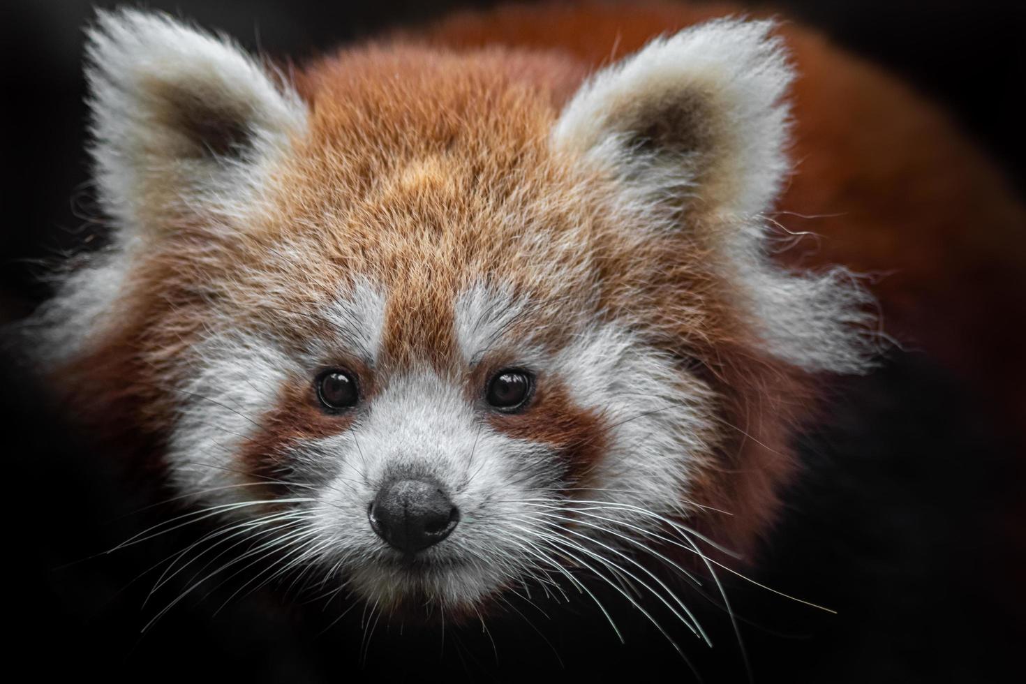 retrato de panda vermelho foto