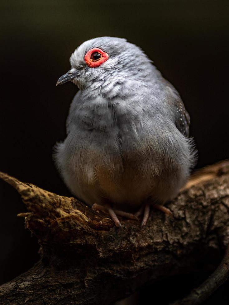 retrato de pomba de diamante foto