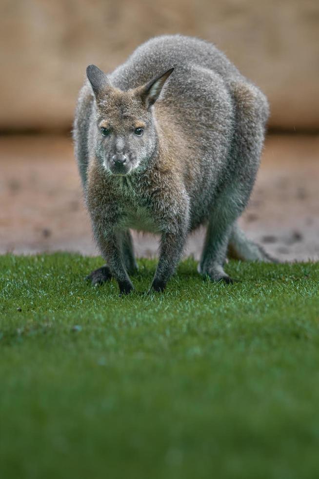 wallaby de pescoço vermelho foto