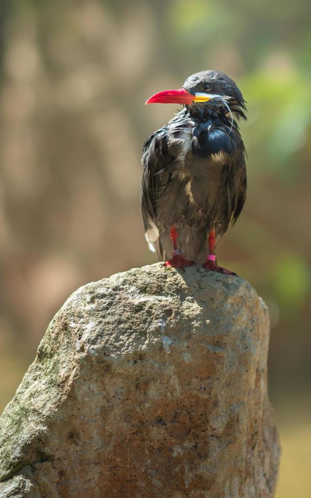 inca tern na pedra foto