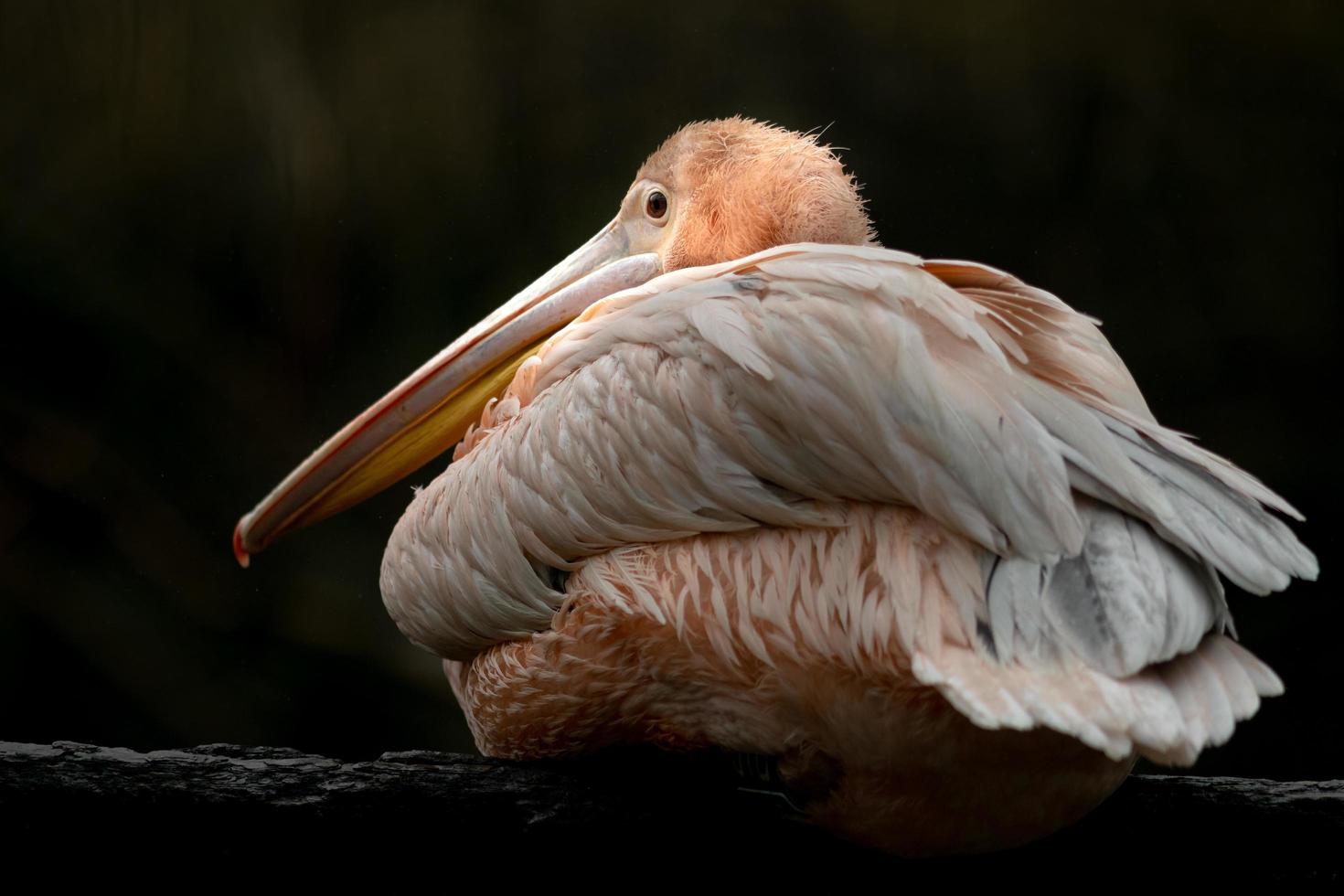 grande pelicano branco foto