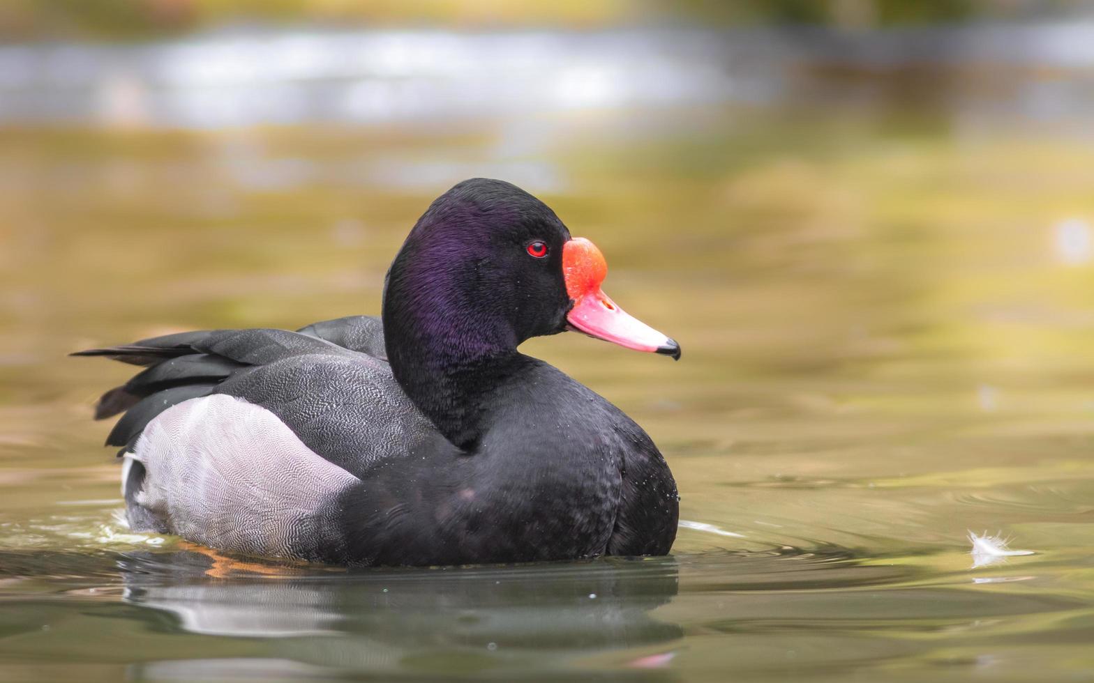 pochard bico rosado foto