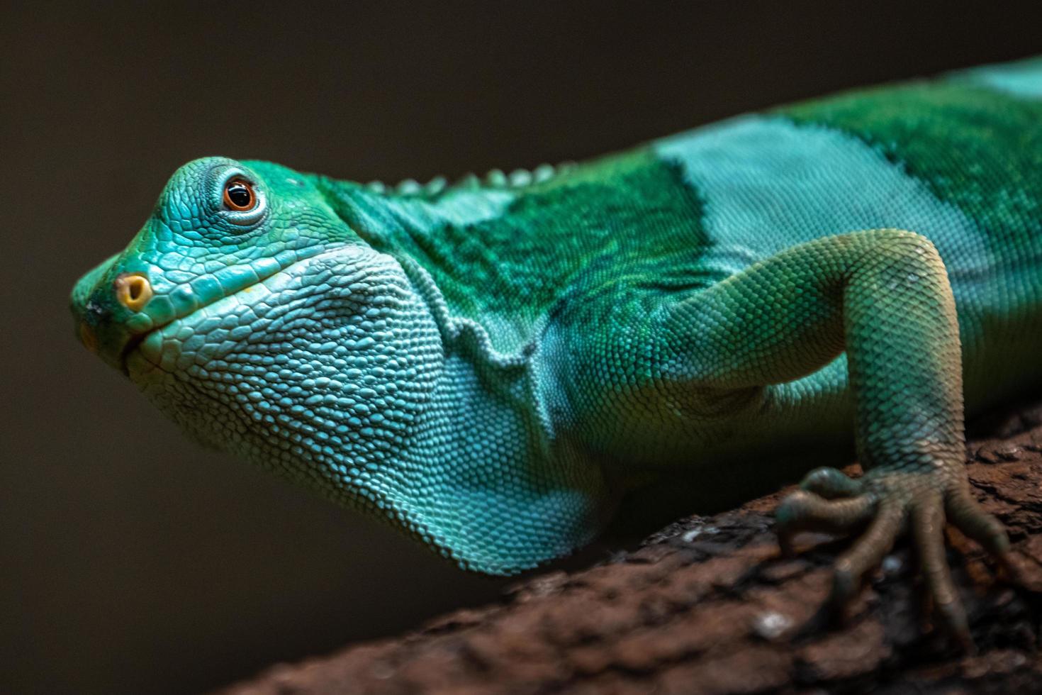 iguana anilhada de fiji foto