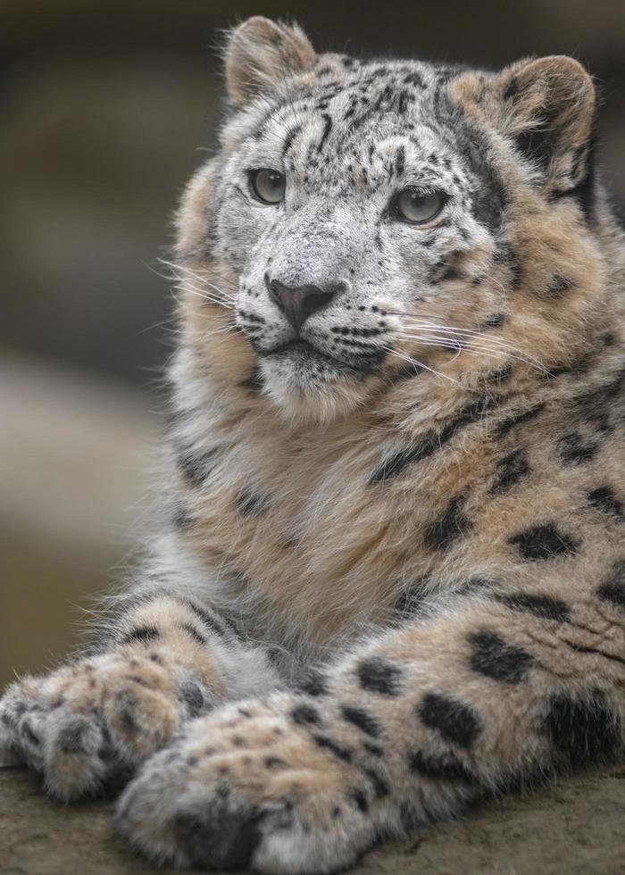 íris leopardo da neve foto