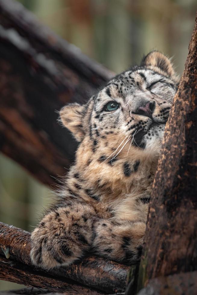 íris leopardo da neve foto