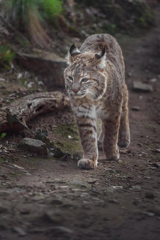 lince vermelho lince foto