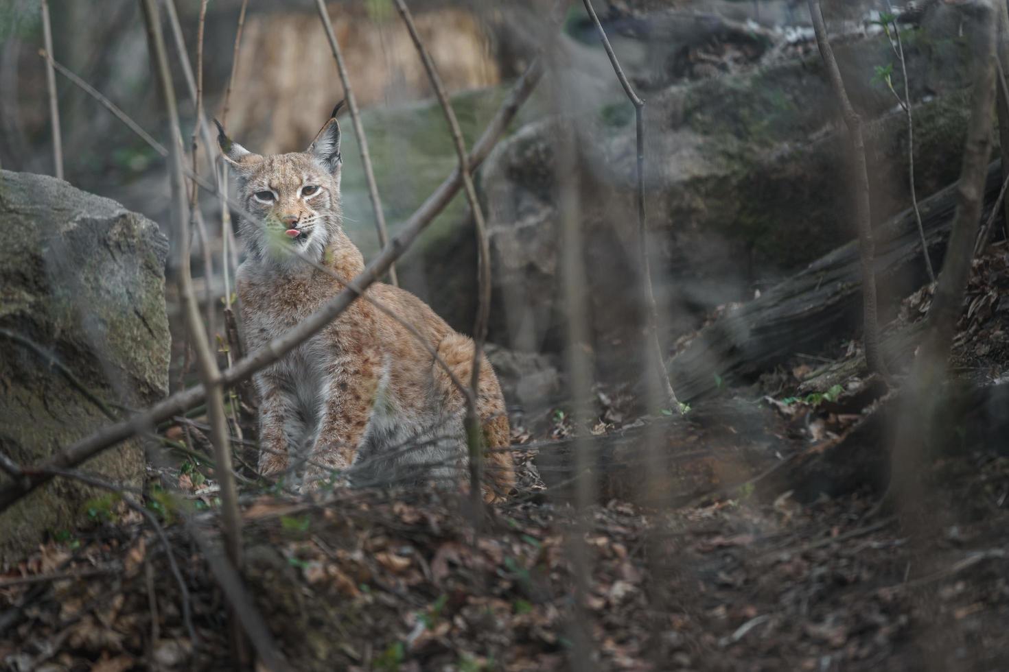 lince eurasiático em folhas foto