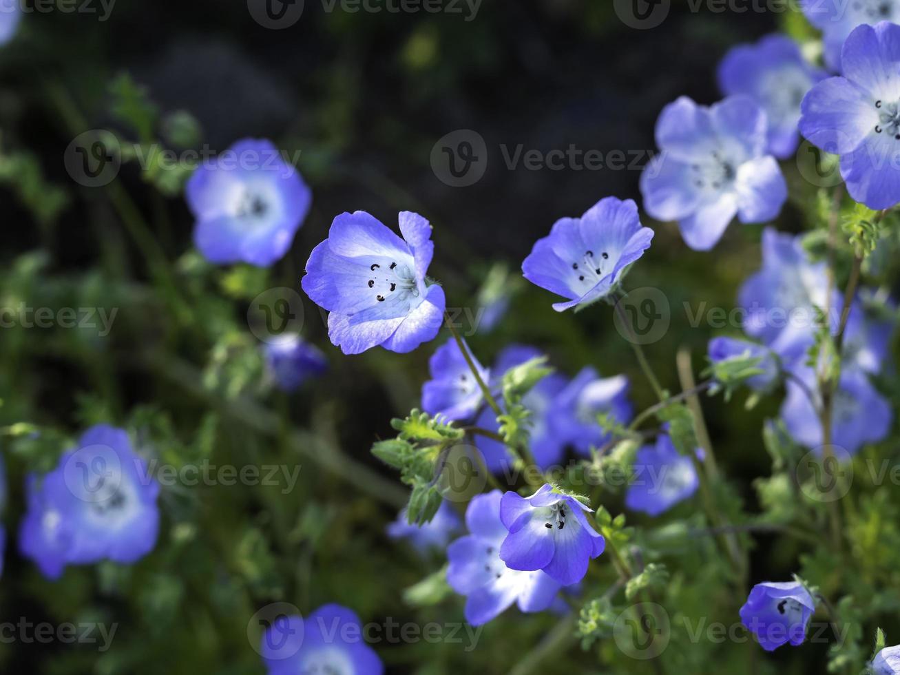 olhos azuis bebê nemophila menziesii linda planta de borda florescendo com foco seletivo foto