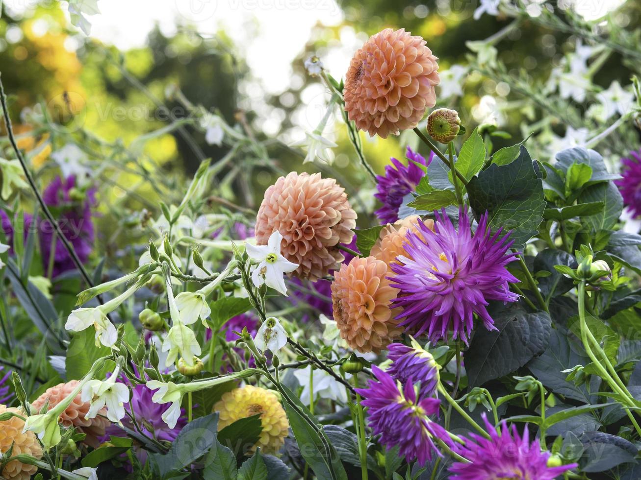 Dálias de bola laranja com folhagem escura e dália de cacto rosa florescendo com closeup de tabaco de floração branca foto