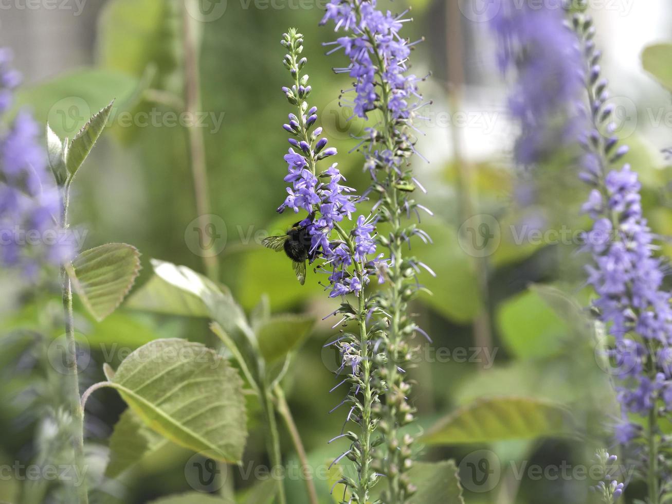 blue spiked speedwell veronica spicata florescendo em um jardim no verão foto