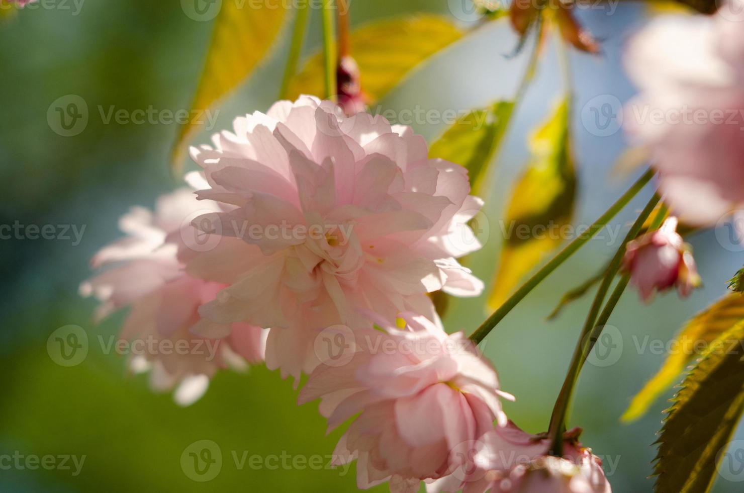 flores rosa de sakura perto da primavera sob a luz do sol foto