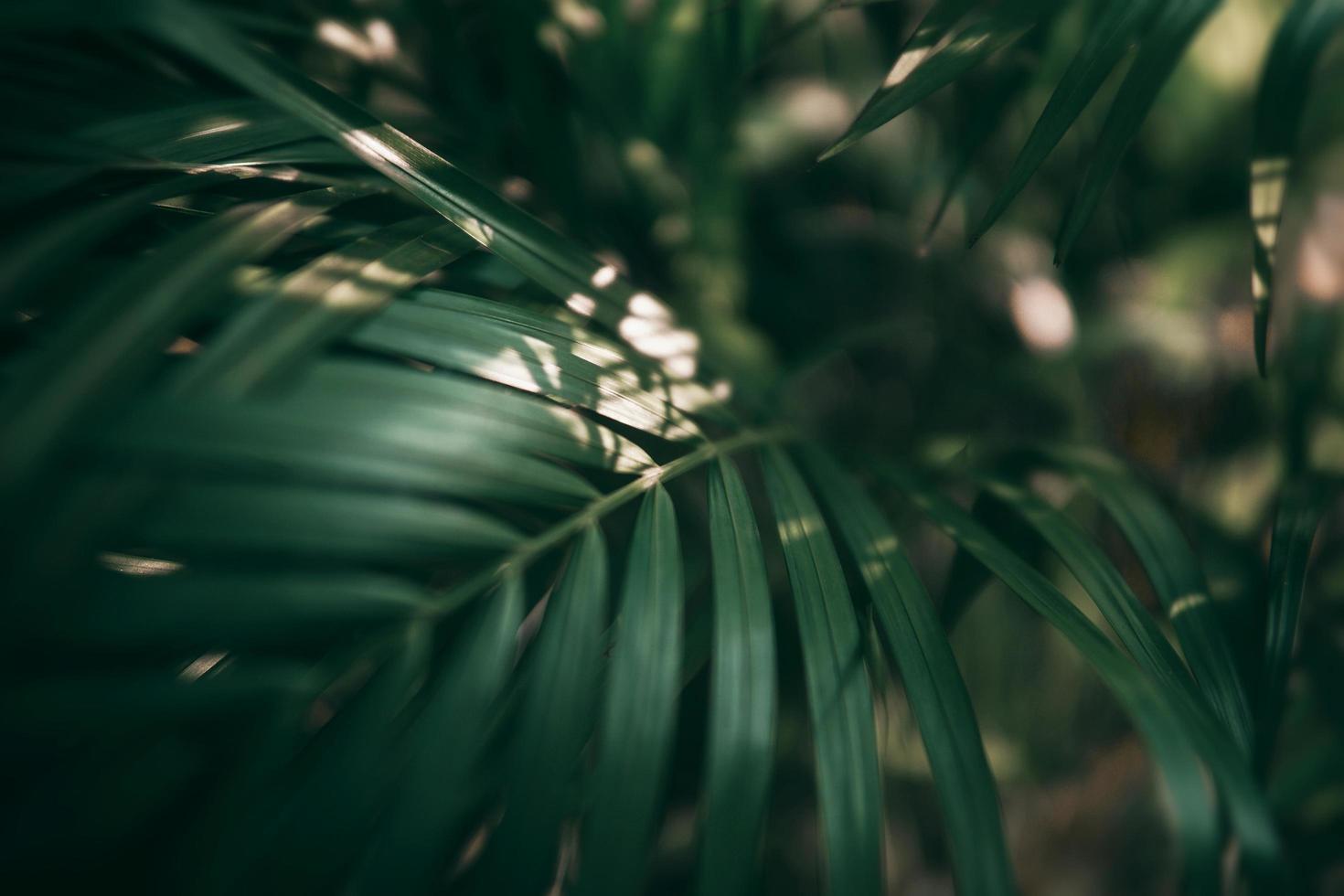 folha verde tropical borrada em tom escuro foto