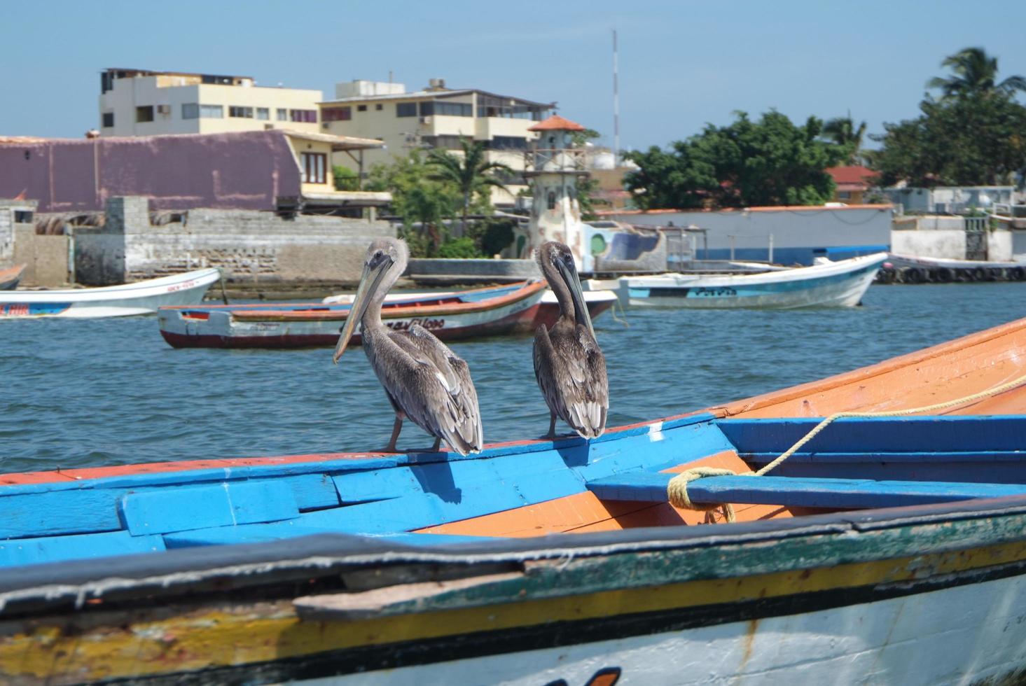 pelicanos marrons no mar do Caribe próximo à costa paradisíaca foto